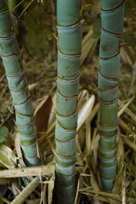 (syn.) Branch cane Figgerits .